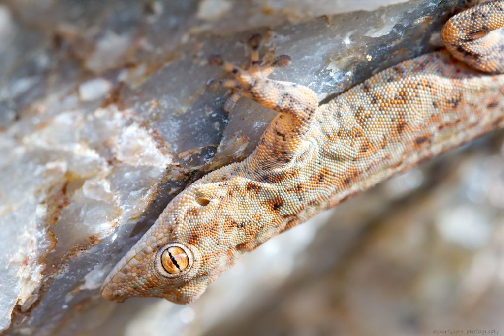 Namib day gecko